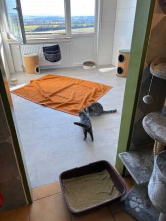 Zimmer mit zwei Katzen, einem orangen Teppich, mehreren Katzenkletterbäumen und einer Katzentoilette
