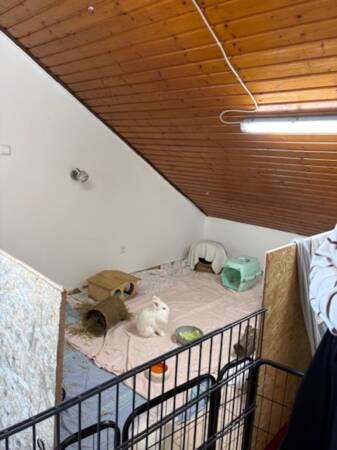 Kleiner Raum mit schräger Holzdecke, in dem ein weißes Kaninchen auf einer Decke neben einem Futternapf sitzt