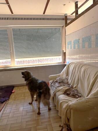 Hund steht in einem hellen Raum mit Kacheln an der Wand neben einem mit Decken bedeckten Sofa und einem Fenster mit geschlossenen Rollläden