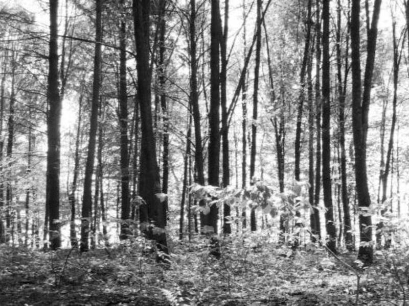 Schwarz-weiß-Aufnahme eines Waldes mit hohen, schlanken Bäumen und Licht, das durch die Äste scheint.