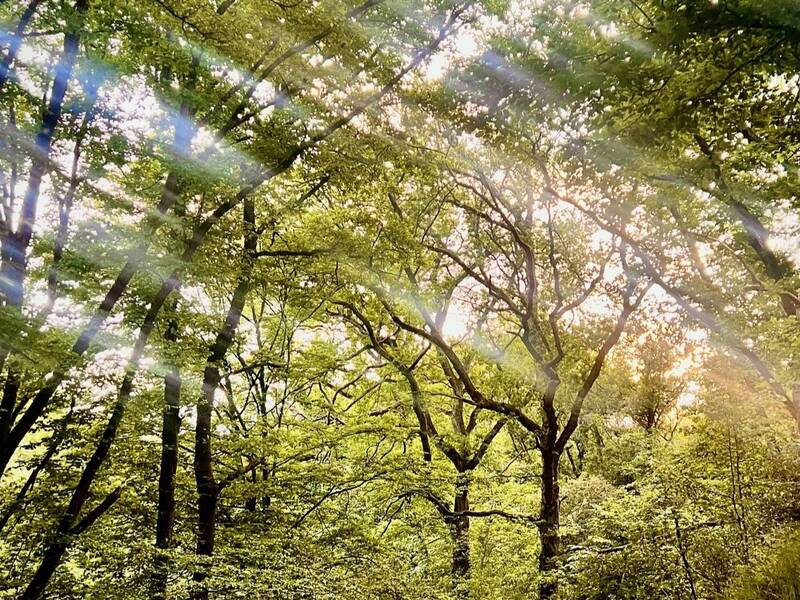 Sonnenstrahlen durchdringen dichtes grünes Blätterdach eines Waldes.