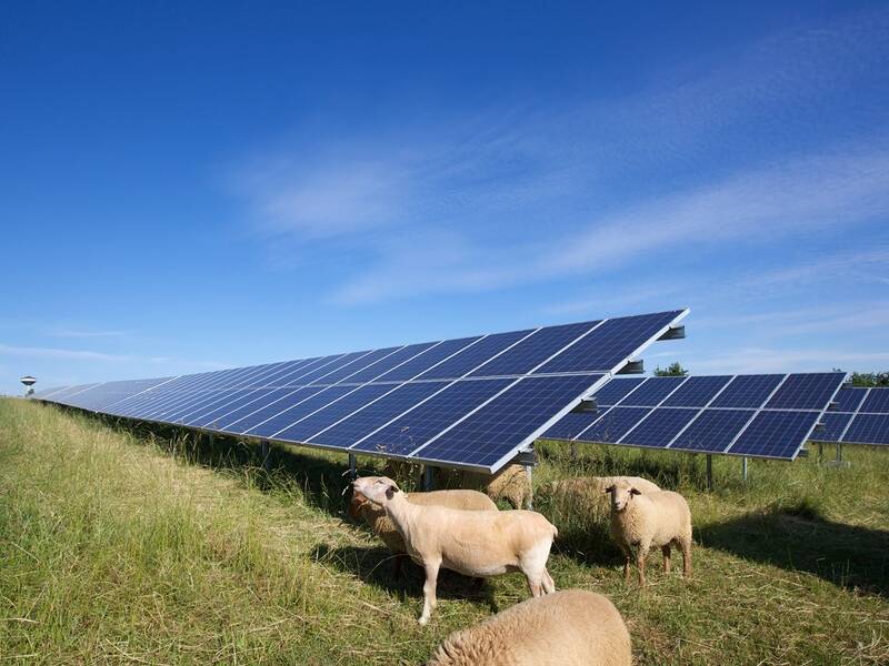 Auf einer grünen Wiese stehen mehrere Schafe unter großen Solarmodulen, die sich gegen einen klaren blauen Himmel abheben.