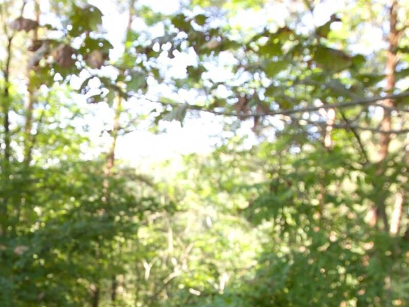 Zwei Personen in Wanderkleidung gehen auf einem Waldweg, während an einem Baum Schilder mit Wegmarkierungen befestigt sind.