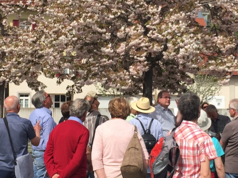 Eine Gruppe von Menschen steht unter einem blühenden Baum in einer gepflasterten Umgebung, umgeben von farbenfrohen Gebäuden.