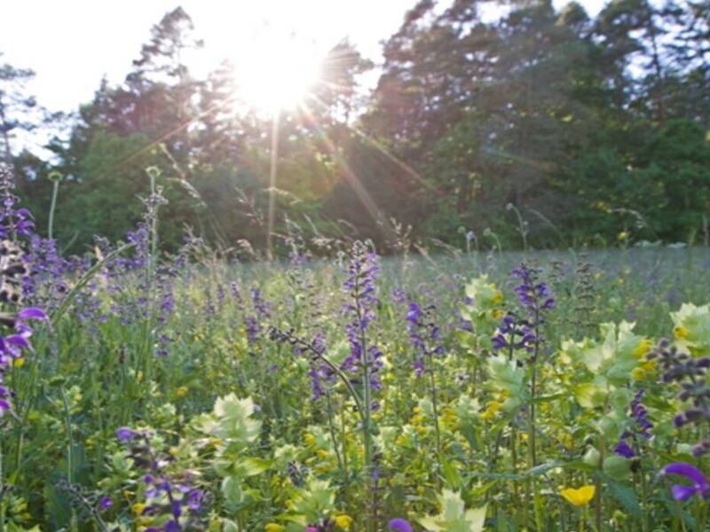 Eine Wiese mit violetten und gelben Wildblumen in der Morgensonne, umgeben von Bäumen im Hintergrund.