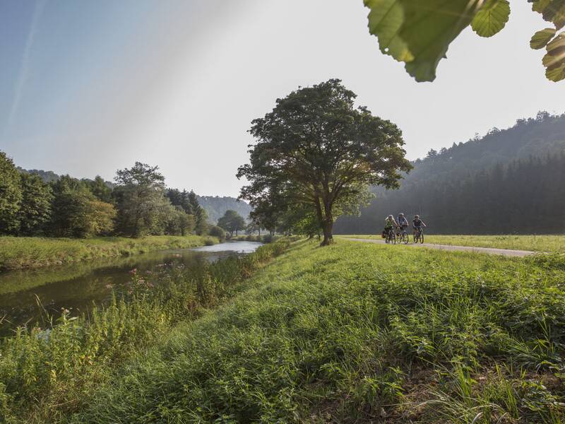Eine Gruppe von Radfahrern fährt auf einem Weg entlang des Neckars, umgeben von grüner Landschaft und Bäumen, während die Sonne durch die Blätter scheint.