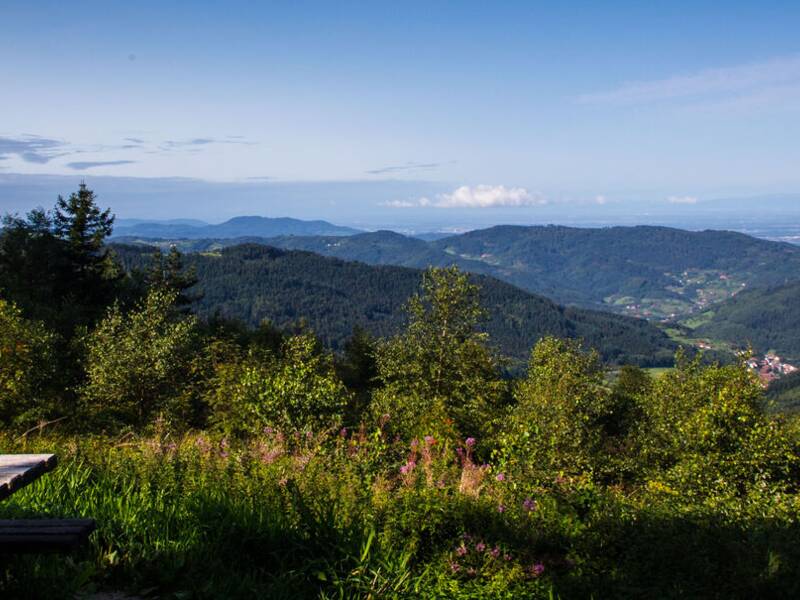 Ein Holzpicknicktisch steht am Waldrand mit Blick auf eine weite, hügelige Landschaft unter einem klaren, blauen Himmel.
