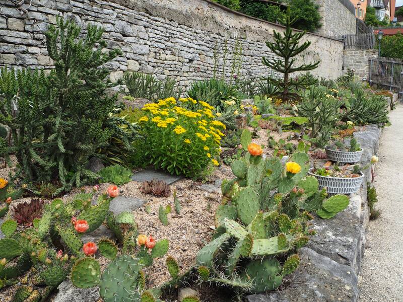 Das Bild zeigt einen Garten mit Steinen und blühenden Kakteen und Blumen. Im Hintergrund ist eine steinerne Mauer zu sehen.
