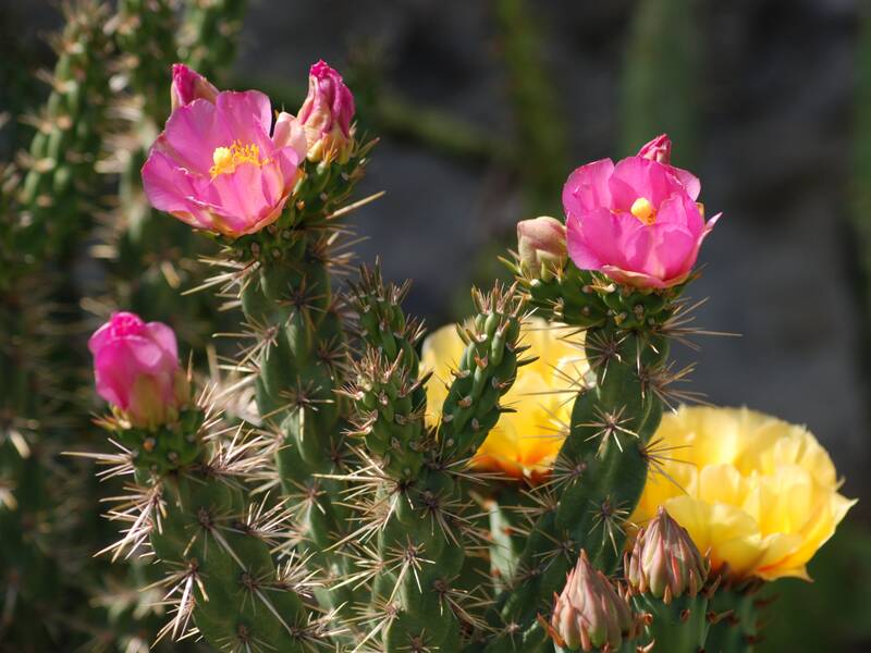 Das Bild zeigt Kakteen mit Stacheln und pinken und gelben Blüten.