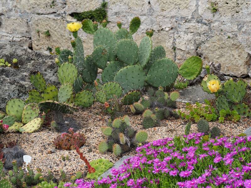 Kakteen mit gelben Blüten, lila Blumen und im Hintergrund eine Mauer.