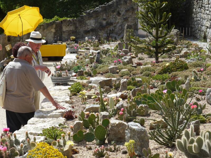 Drei Personen betrachten einen Garten mit Kakteen. Im Hintergrund ist ein gelber Schirm zu sehen.
