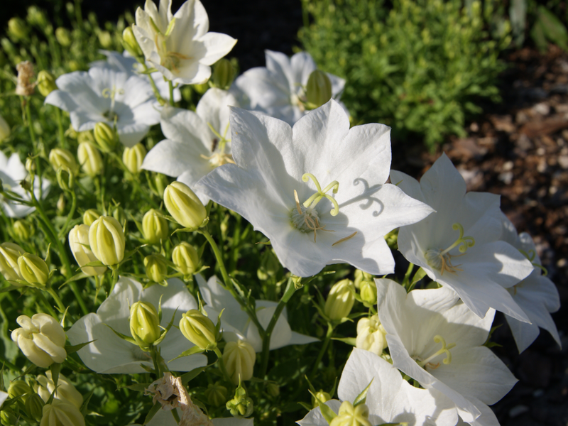 Weißer Garten - Blumen