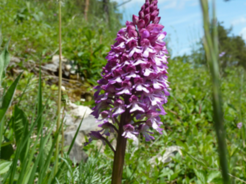 Eine lila Blume in einer Wiese.