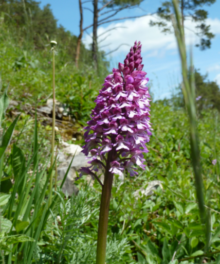 Eine lila Blume in einer Wiese.