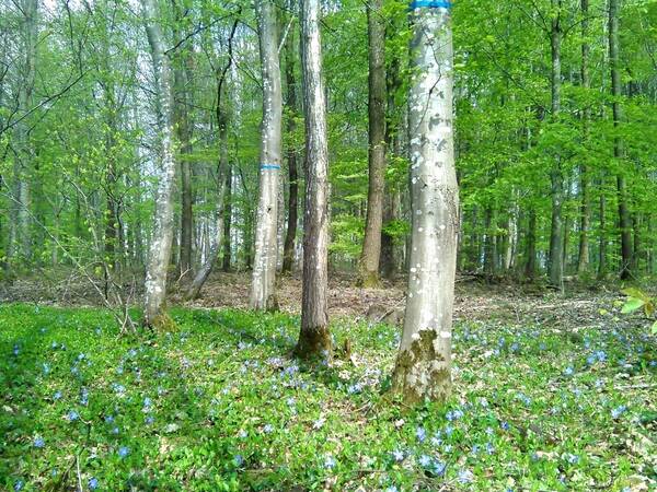 Frühlingswald mit grünen Bäumen und blühenden blauen Blumen am Waldboden.