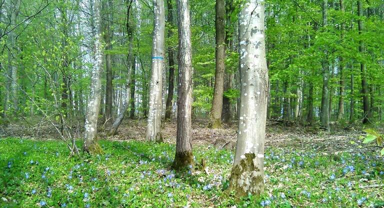Frühlingswald mit grünen Bäumen und blühenden blauen Blumen am Waldboden.