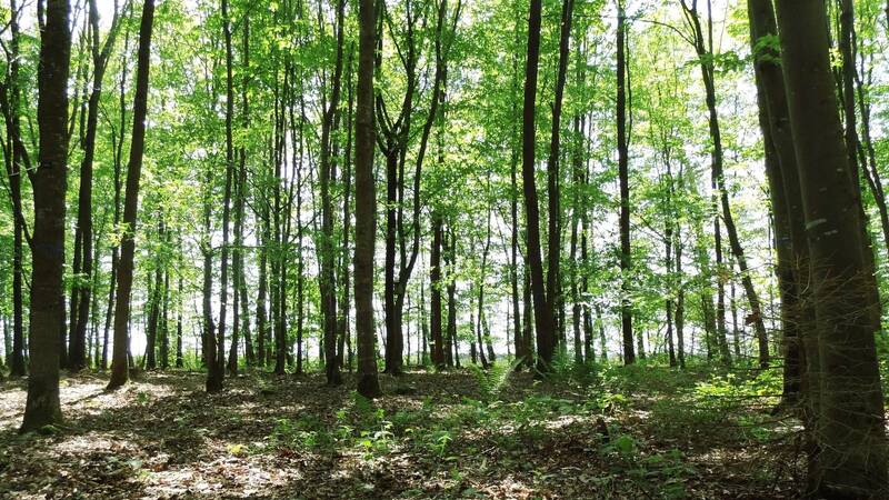 Grüner Wald mit hohen Bäumen und Sonnenlicht, das durch das Blätterdach fällt.