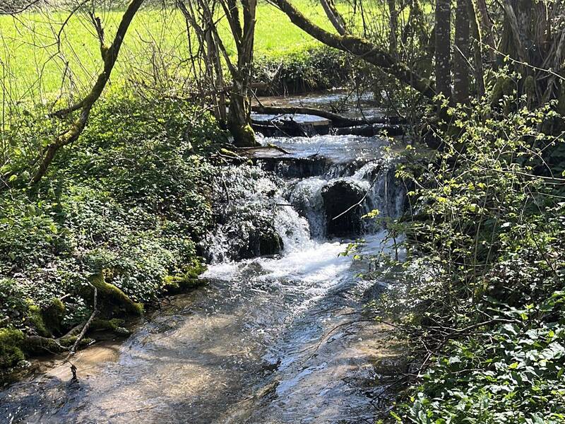 Ein klarer Bach fließt durch eine bewaldete Gegend mit grünem Bewuchs und kleinen Wasserfällen.
