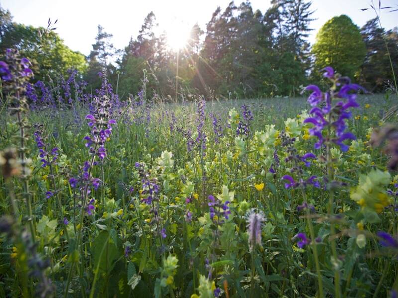 Eine blühende Wiese mit violetten und gelben Blumen wird von Sonnenstrahlen beleuchtet, die durch die Bäume am Horizont scheinen.