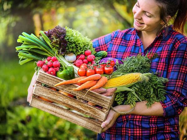 Eine Person in einem karierten Hemd hält eine Kiste voller frischem Gemüse, darunter Karotten, Tomaten und Mais, im grünen Garten.