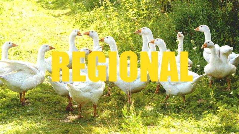 Auf einer grünen Wiese stehen dreizehn weiße Gänse, während das Wort "REGIONAL" in großen Buchstaben eingeblendet ist.
